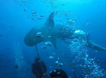 Тигровая акула чуть не лишила головы дайвера у побережья Фиджи