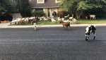 118 коз, сбежавших с фермы, оккупировали американский пригород (Видео)