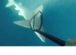 Дайвер-охотник чуть сам не стал добычей акулы у побережья Флориды ▶