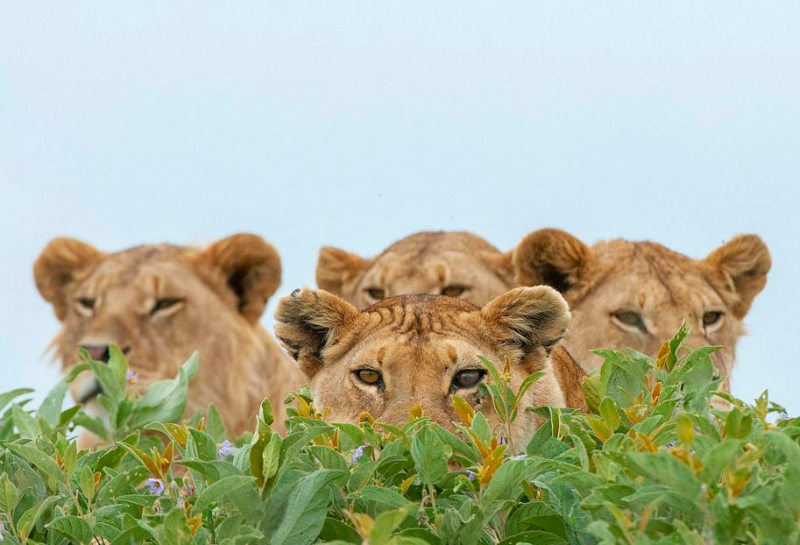 Турист снял семейный фотопортрет львиного семейства в парке ЮАР