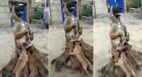 Голодные щенки застали врасплох свою мать (Видео)