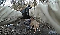 Спасатель точным выстрелом разлучил запутавшихся рогами оленей