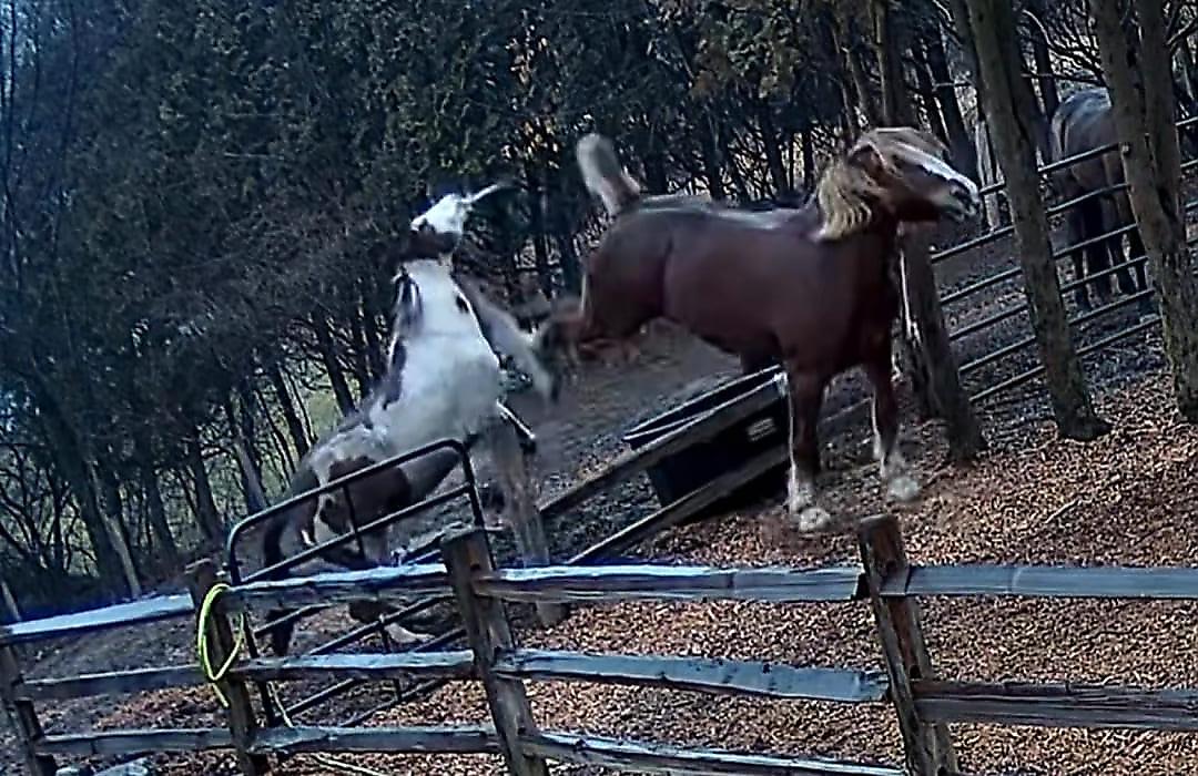 Лошади устроили драматичную стычку в загоне и попали на видео в США
