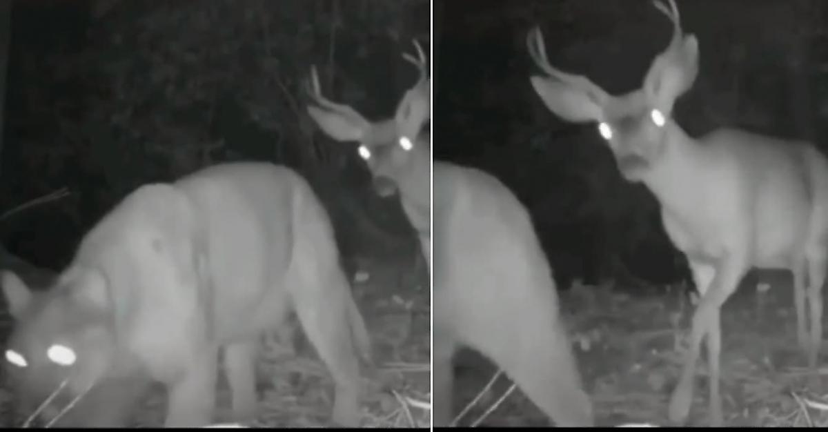 Смелый олень, идущий следом за хищником, попал в объектив камеры-ловушки