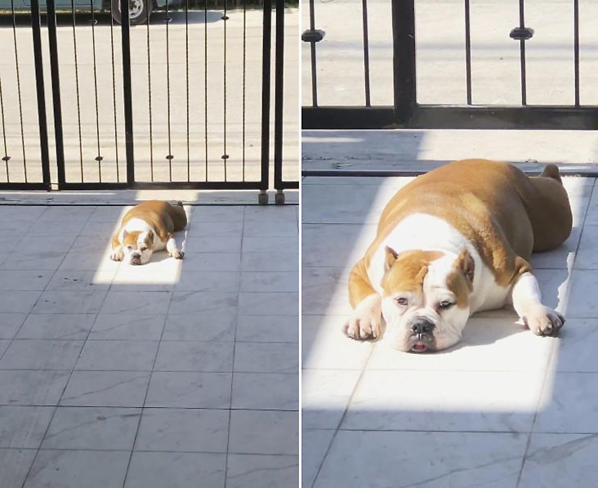 Пёс нашёл идеальное место для принятия солнечных ванн