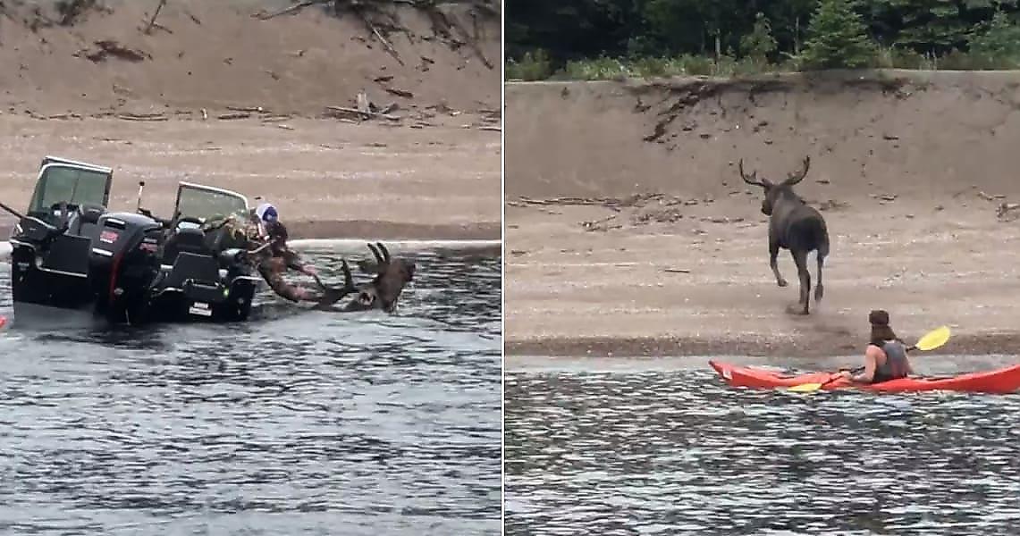 Рыбаки насильно вытащили дезориентированного лося из озера в Канаде