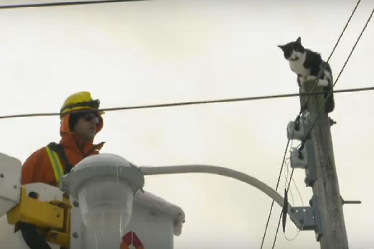 Спасатели вернули на землю кота, застрявшего на вершине столба