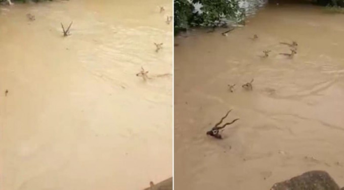 Стадо антилоп смелó в затопленную реку в Индии (Видео)