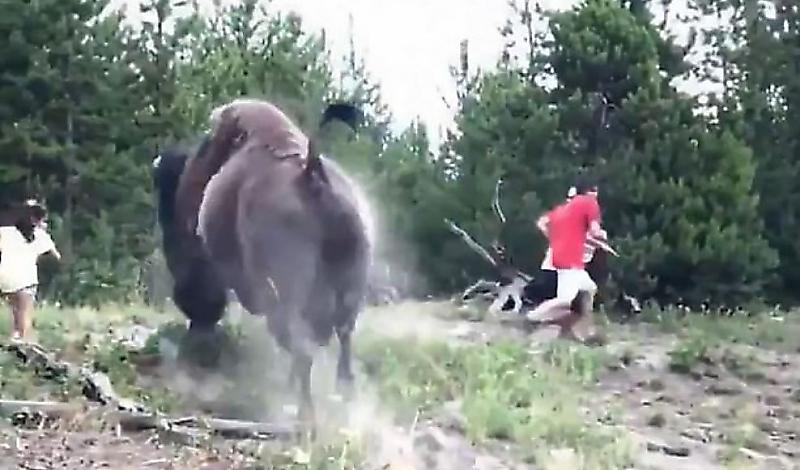 Свирепый бизон атаковал ребёнка в американском заповеднике ▶