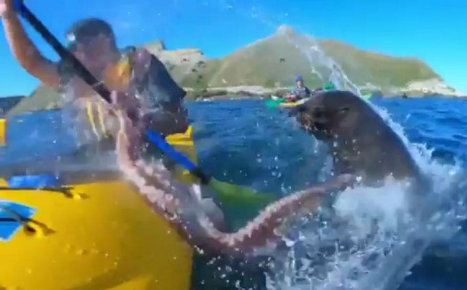Тюлень бросил осьминога в лицо туристу на лодке у побережья Новой Зеландии (Видео)