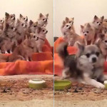Владелица собачьего питомника приучила своих питомцев к порядку во время приёма пищи (Видео)
