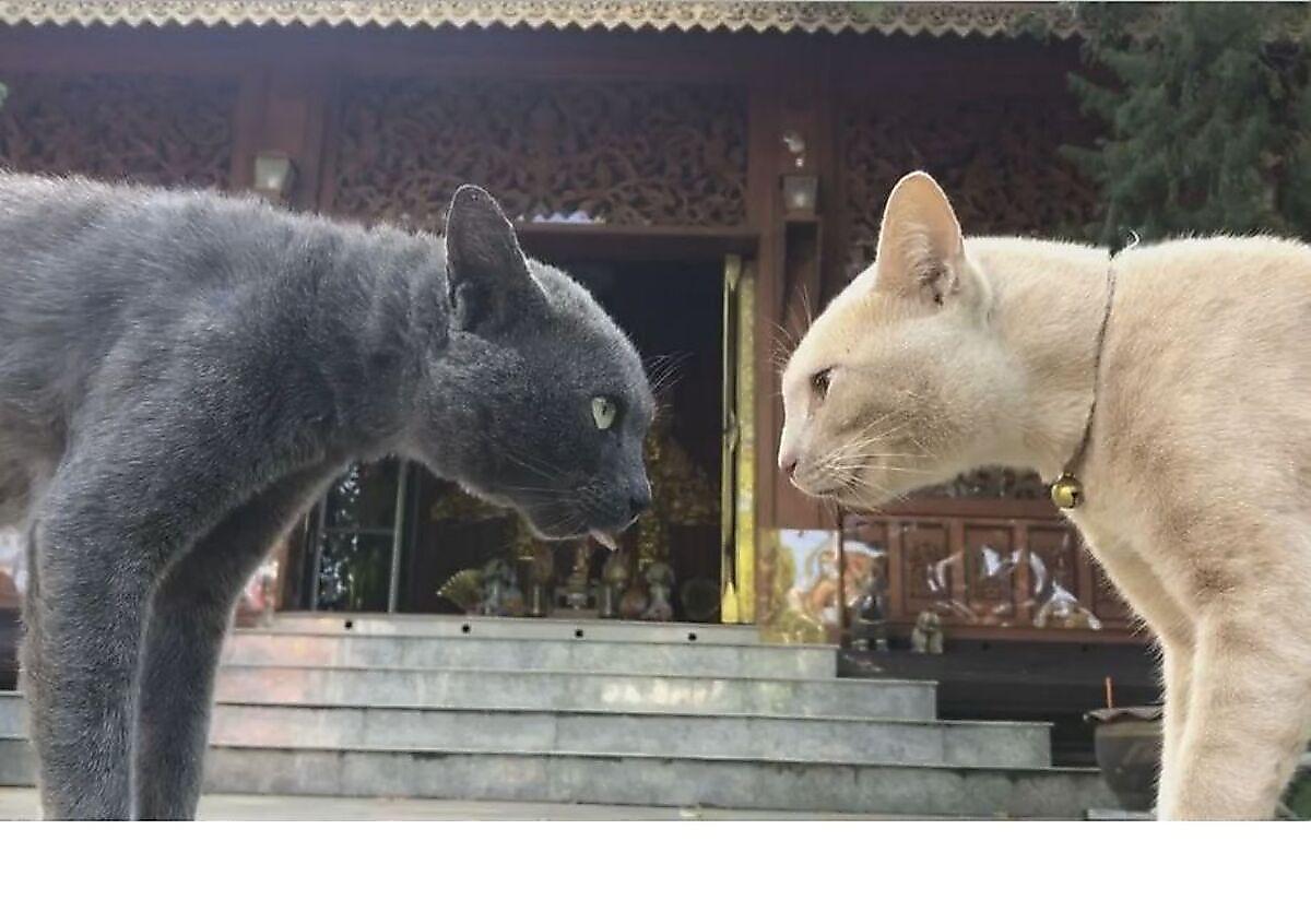 Воинственные коты, не поделив территории храма, пять минут «испепеляли» друг друга взглядами