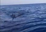 Белая акула устроила погоню за рыбаками у австралийского побережья (Видео)