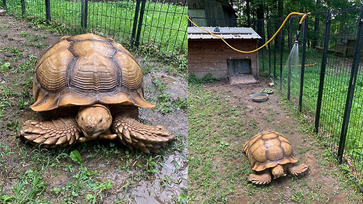 Массивная черепаха, совершив побег, вернулась домой спустя 74 дня