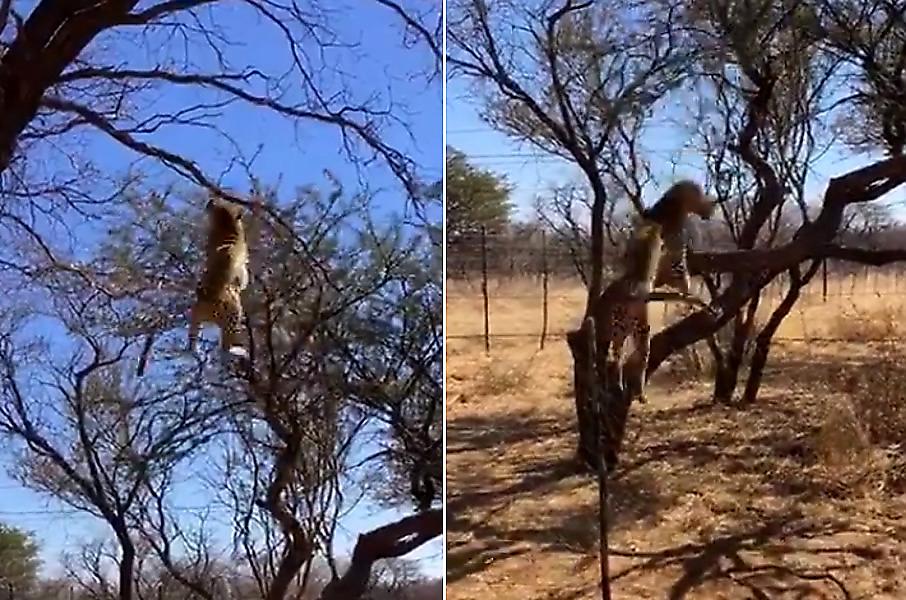 Леопард на глазах у туристов в прыжке не оставил птице шансов на спасение