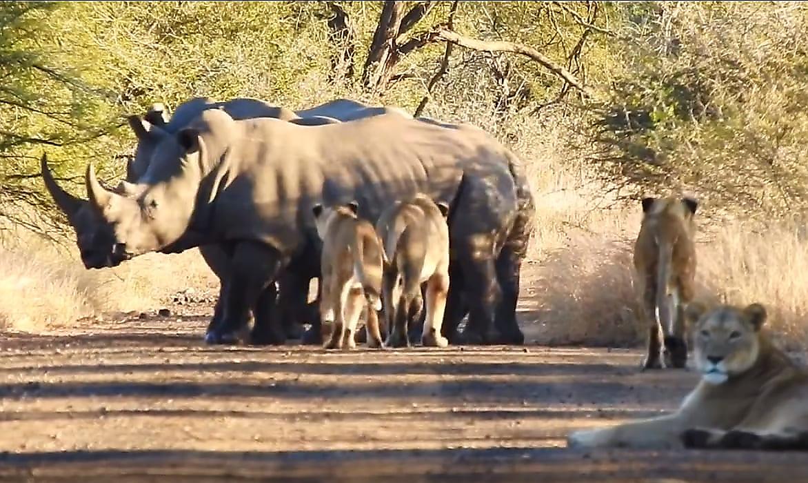 Львы прервали свой отдых, чтобы проконтролировать передвижения носорогов в ЮАР