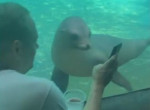 Любопытный морской лев изучил личные фотографии в смартфоне посетителя зоопарка ▶