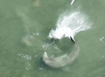 Охота дельфинов на рыбу попала на видеокамеру у побережья Флориды ▶