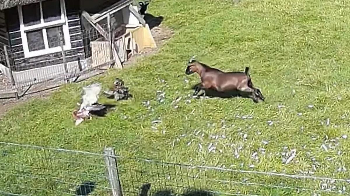 Петух и козёл отбили курицу у ястреба и попали на видео на ферме в Голландии