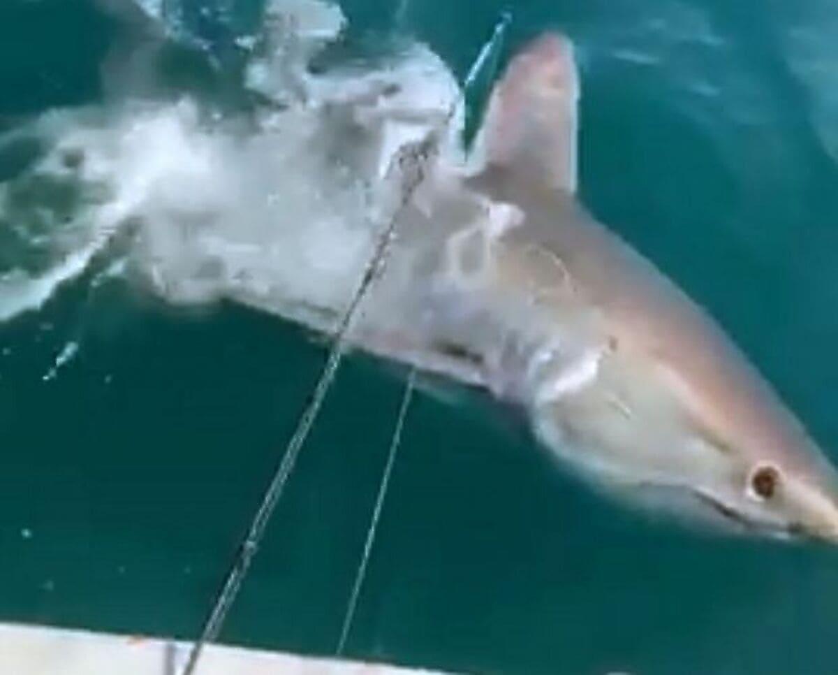 Рыбаки привлекли внимание акулы, устроившей преследование за их лодкой