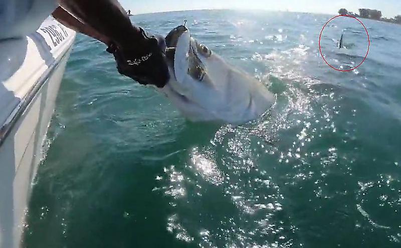 Акула-молот стащила добычу из рук рыбака - (Видео)