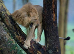 Лев спрятался на дереве от стада буйволов на глазах у фотографа в Кении