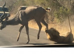 Лев уволок антилопу на глазах у шокированных туристов ▶