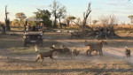Львица отбила своего детёныша у стаи диких собак в африканском заповеднике (Видео)