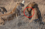 Битву за потомство между львами и львицами сфотографировал африканский гид 5