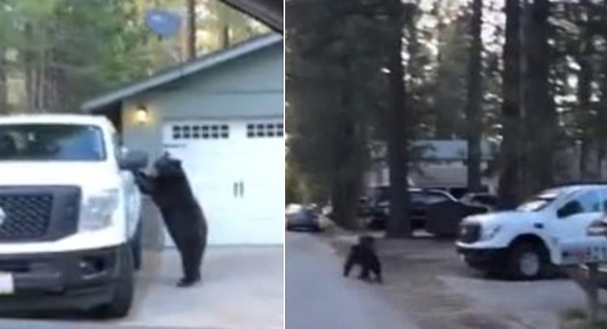 Медведь в поисках пропитания заперся в салоне пикапа - видео