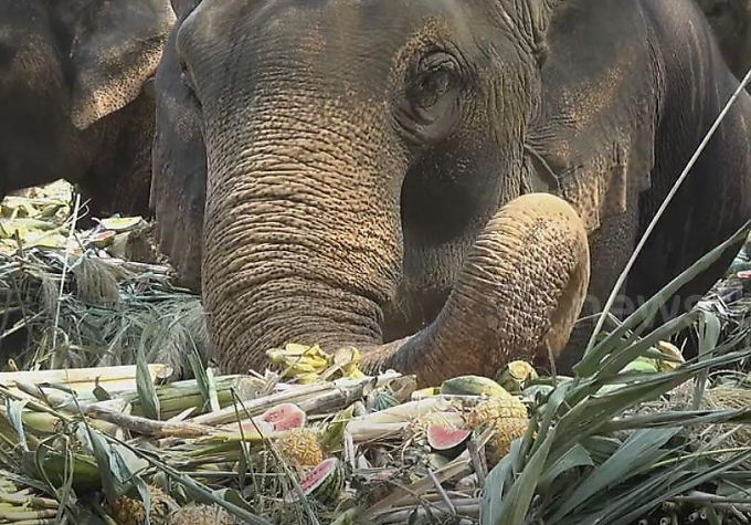 «Шведский стол» накрыли слонам в Тайланде