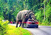 Любвеобильный слон перегородил дорогу туристу и устроил «краш-тест» его автомобилю ▶ 6