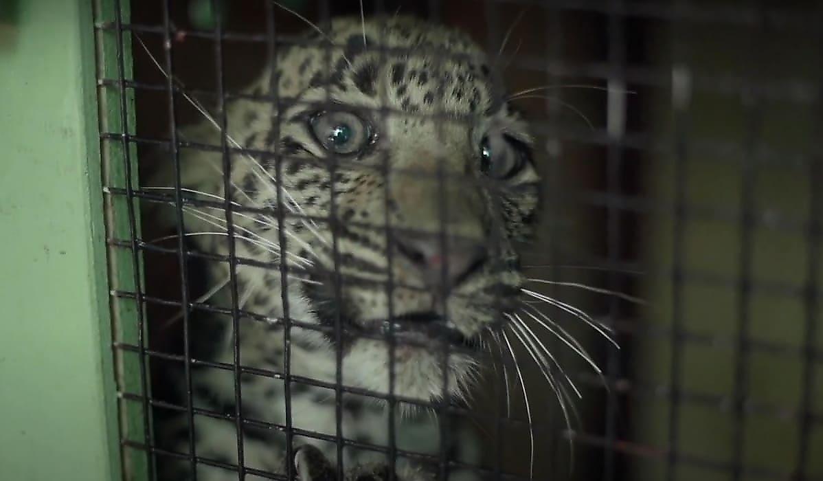 Спасатели вернули самке леопарда вытащенного из колодца детёныша - видео