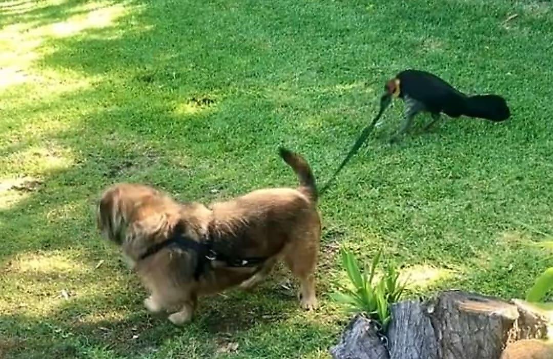 Упрямая индейка, дёргая за поводок, попыталась вывести пса на прогулку и попала на видео