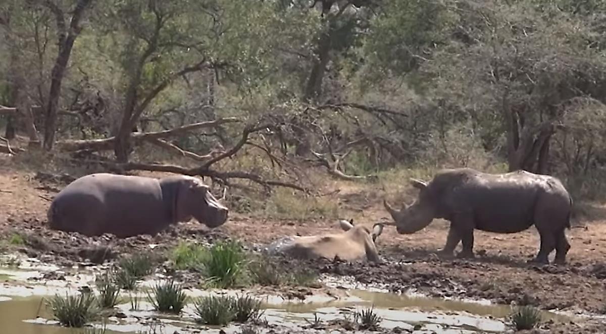Бегемот не испугался носорога и улёгся рядом с его соплеменником