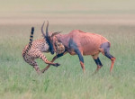 Гепард напал на антилопу на глазах у канадского фотографа 1