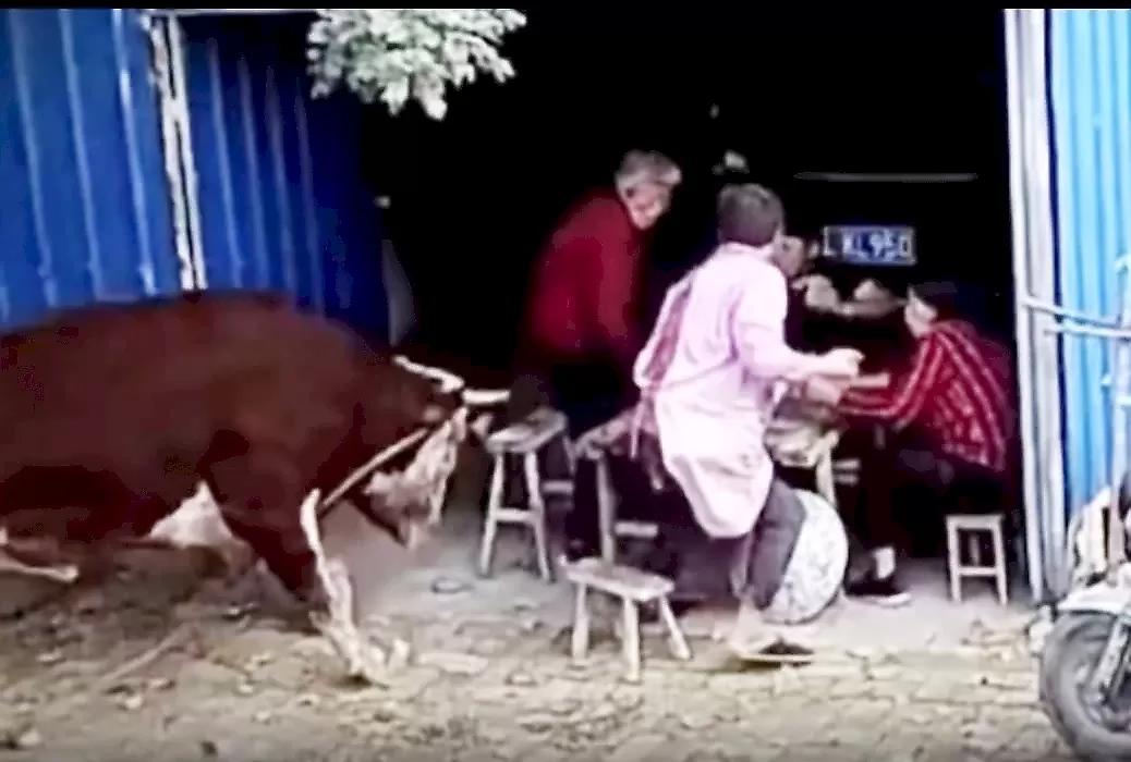 Корова нагрянула в хлев и разогнала картёжников: видео