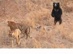 Медведь-губач показал грозный нрав двум тиграм в индийском заповеднике