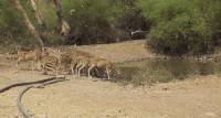 Неудачная охота: тигр устроил засаду на оленей в индийском заповеднике (Видео) 0