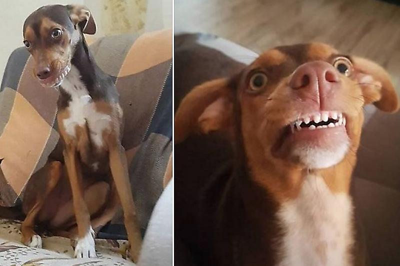 Пёс примерил зубные протезы, стащив их у престарелой хозяйки в Бразилии
