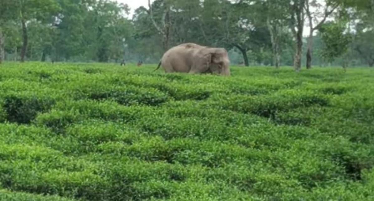 Разъярённый слон устроил погоню за отлучившимися по нужде туристами в Индии