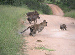 Самка леопарда устроила охоту на семейство бородавочников на глазах у туристов в ЮАР