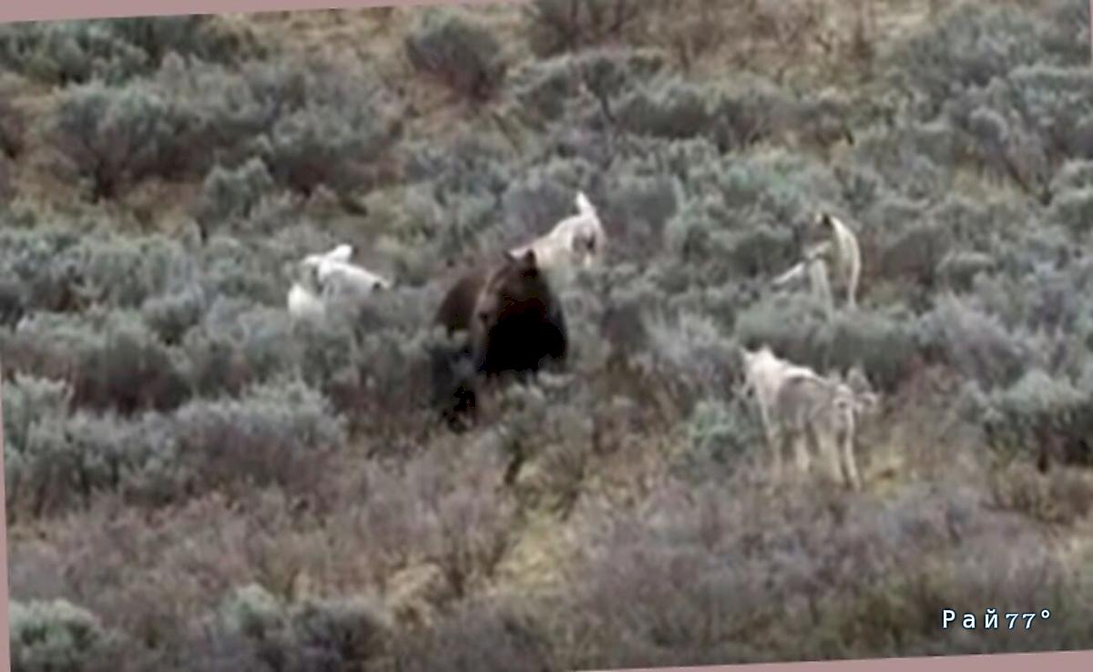 Волчья стая лишила медведя добычи и попала на видео в США ▶️