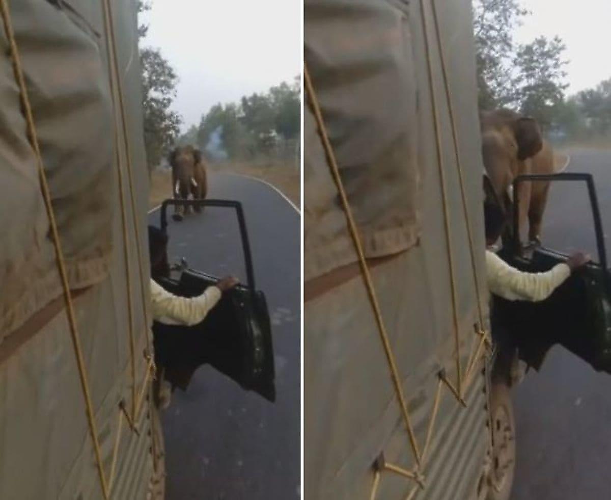 Злобный слон догнал и лишил лобового стекла грузовик в Индии