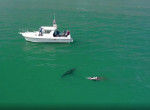 Белые акулы, пирующие на туше дельфина, попали на видео возле побережья Калифорнии