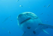 Гигантскую белую акулу привлекла туша кита у Гавайских островов ▶ 1