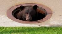 Медведь, путешествующий по канализации, был спасён в Колорадо (Видео)