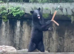 Медведь, владеющий нунчаками, удивил посетителей зоопарка в Японии