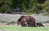 Медведица, родившая 17-го медвежонка, прославилась в американском заповеднике 2