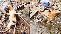 Противостояние питбуля с гусем, не поделившими водоём, попало на видео в Таиланде